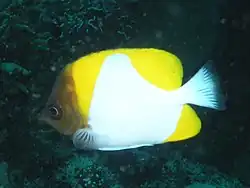 Hemitaurichthys polylepis