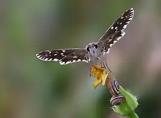 Description de cette image, également commentée ci-après