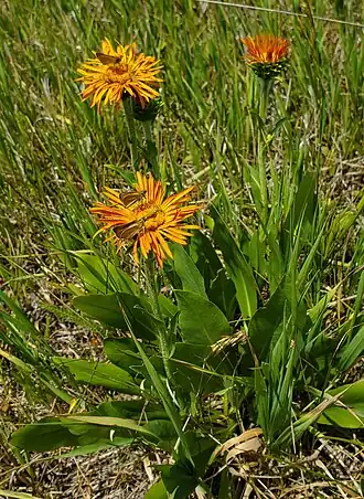 Description de cette image, également commentée ci-après