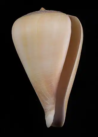 Description de l'image Pyruconus patricius.JPG.