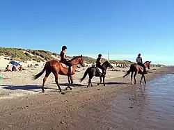 Balade équestre sur la plage de Quend.