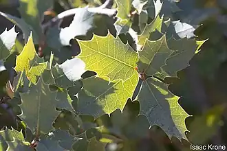 Description de l'image Quercus Ajoensis.jpg.