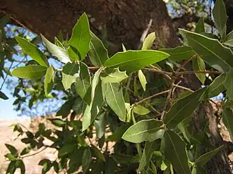 Description de l'image Quercus Chihuahua follaje (7554543874).jpg.