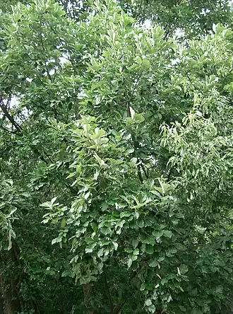 Description de cette image, également commentée ci-après