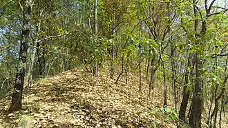 Description de l'image Quercus glaucoides.JPG.