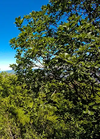 Description de cette image, également commentée ci-après