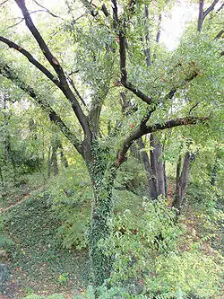 Le chêne de Macédoine
