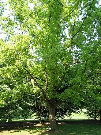 Description de l'image Quercus variabilis JPG1a.JPG.