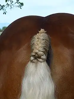 Détail sur la croupe et l'implantation de la queue, vus de face