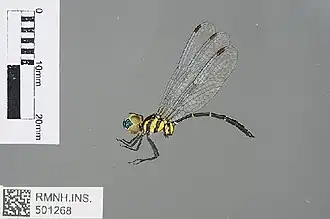 Description de l'image R.dohrni.jpg.