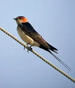 Posée sur un fil électrique
