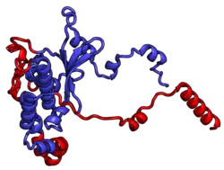Image illustrative de l’article Protéine ribosomique L5