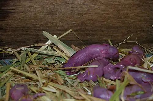 Lapins domestiques âgés d'une heure.
