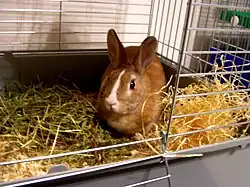 Cage à lapin d'appartement