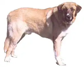 Un rafeiro de l'Alentejo.