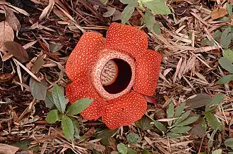 Description de l'image Rafflesia 80 cm.jpg.