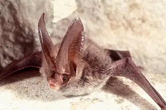 Description de l'image Rafinesque big-eared bat 5476130-SMPT.jpg.
