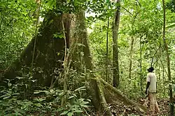 Image illustrative de l’article Forêt du bassin du Congo