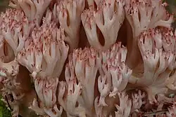 Gros-plan montrant de nombreuses ramifications blanchâtres avec des pointes rougeâtres