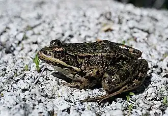 Description de l'image Rana aurora draytonii03.jpg.