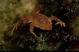 Description de l'image Rana de Junin.jpg.