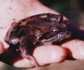 Description de l'image Rana macrocnemis.jpg.