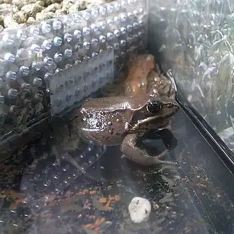 Description de l'image Rana pirica by OpenCage.jpg.