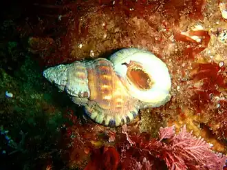 Ranella australasia (Ranellidae)