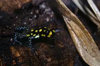 Description de l'image Ranitomeya_Vanzolinii.jpg.