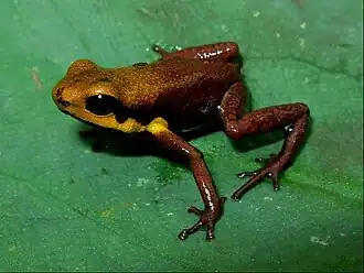 Description de l'image Ranitomeya tolimense01.jpg.