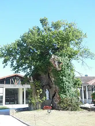 Chêne lou Bielh Cassou, connu de Vincent de Paul, site classé par arrêté ministériel le 24 mars 1925 (0,3 ha)