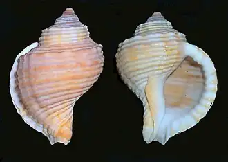 Linatella caudata