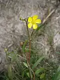 Ranunculus flammula