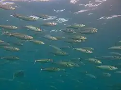 Un banc de maquereaux indiens (Rastrelliger kanagurta)