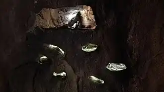 Rats épineux du Caire dans des galeries, surmontés par la cavité d'un python royal