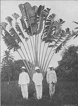 Arbre du voyageur au Jardin botanique d'Eala (R.D. Congo) vers 1903-1904.