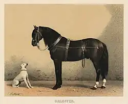 Lithographie d'un cheval noir harnaché à l'arrêt vu de profil.