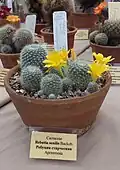 Rebutia senilis