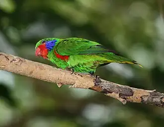 Description de l'image Red-flanked Lorikeet Male 057.jpg.