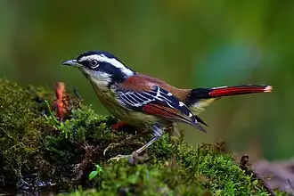 Description de cette image, également commentée ci-après