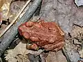 Juvénile, probablement Bufo americanus charlesmithi.