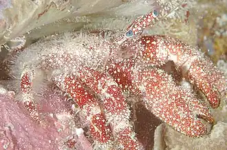 Paguristes puncticeps