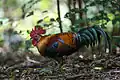 Coq, parc national de Khaeng Krachan, Thaïlande