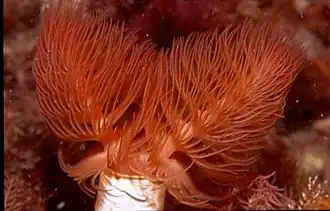 Description de l'image Red fanworm1.jpg.