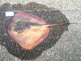 Description de l'image Red stingray.jpg.