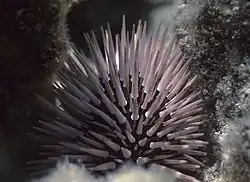 Gros plan sur un oursin perforant en Australie.