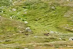 Rennes sur les pentes d'une montagne.
