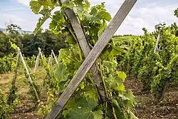 Liens attachant la vigne relevée