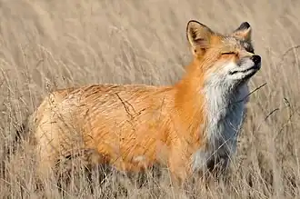 Vulpes vulpes