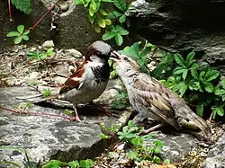 Moineau domestique mâle nourrissant un juvénile.